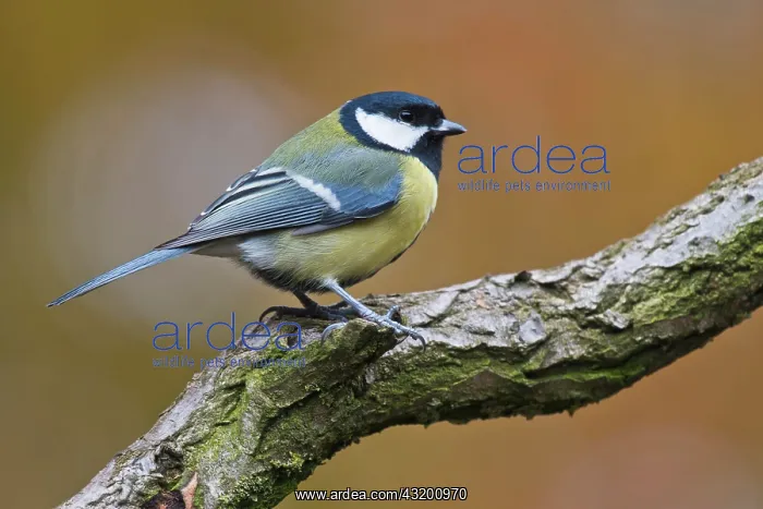: Great tit (Parus major), sitting on a branch, Emsland : Great tit (Parus major), sitting on a branch, Emsland