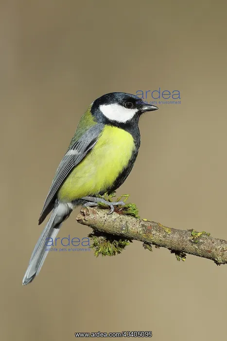 : Great tit (Parus major) sitting on a branch overgrown : Great tit (Parus major) sitting on a branch overgrown