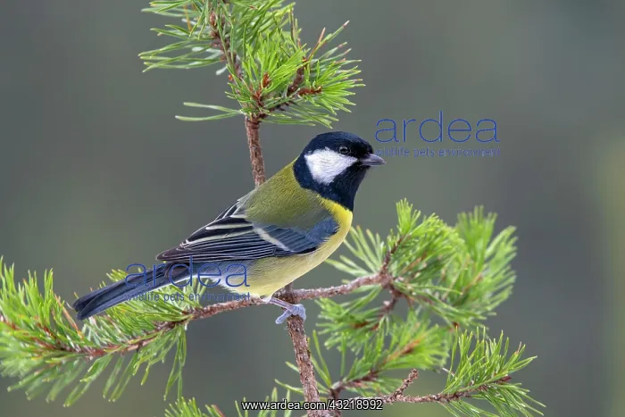 : Great tit (Parus major), sitting on a branch, Terfens : Great tit (Parus major), sitting on a branch, Terfens