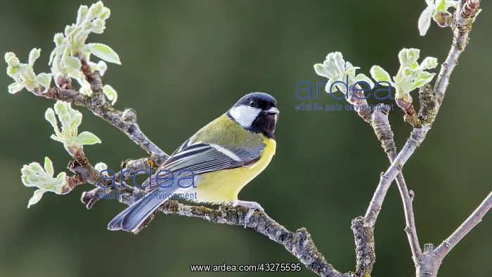  : Great tit (Parus major), sitting on a branch, Terfens