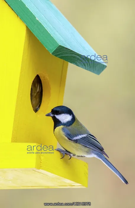 : Great tit (Parus major), sitting at a feeder, Terfens : Great tit (Parus major), sitting at a feeder, Terfens