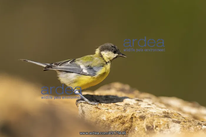 : Great Tit (Parus major) sitting on a rock : Great Tit (Parus major) sitting on a rock