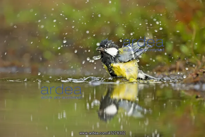  : Great Tit (Parus major) taking a bath, The Neth