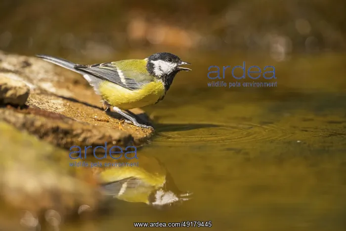  : Great Tit (Parus major) at a water pool