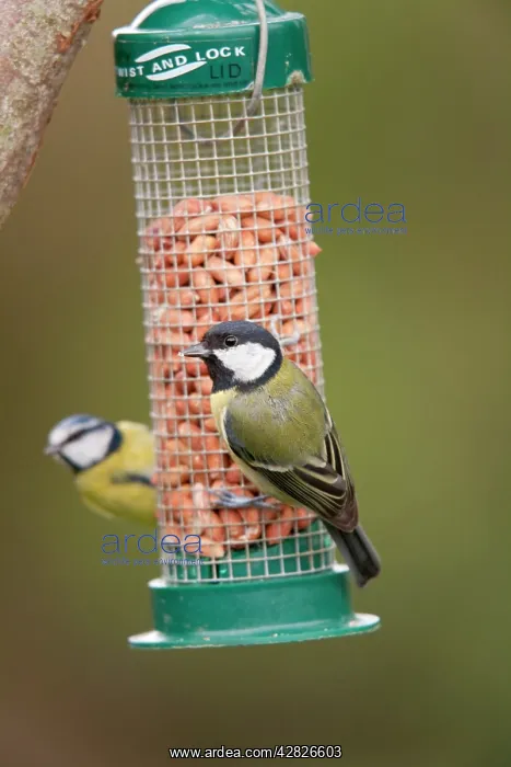 : Great Tit - on peanut feeder - blue tit to rear : Great Tit - on peanut feeder - blue tit to rear