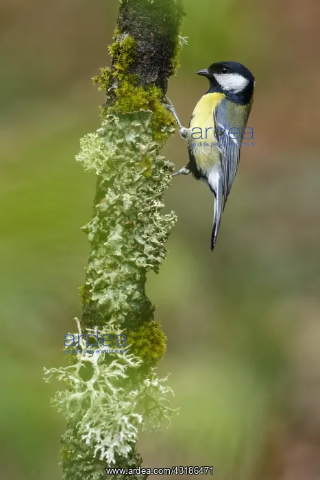 : Great Tit - perched on a branch - Asturias, Spain : Great Tit - perched on a branch - Asturias, Spain
