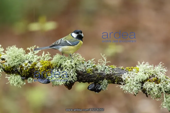 : Great Tit - perched on a branch - Asturias, Spain : Great Tit - perched on a branch - Asturias, Spain