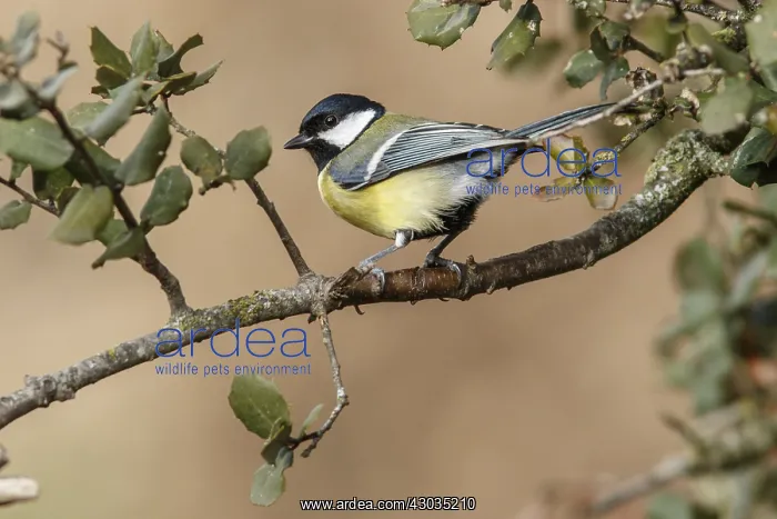 : Great Tit - perched on a branch - Castile and Leon, Spain : Great Tit - perched on a branch - Castile and Leon, Spain