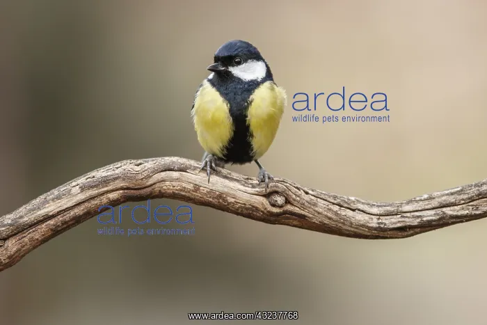 : Great Tit - perched on a branch - Castile and Leon, Spain : Great Tit - perched on a branch - Castile and Leon, Spain
