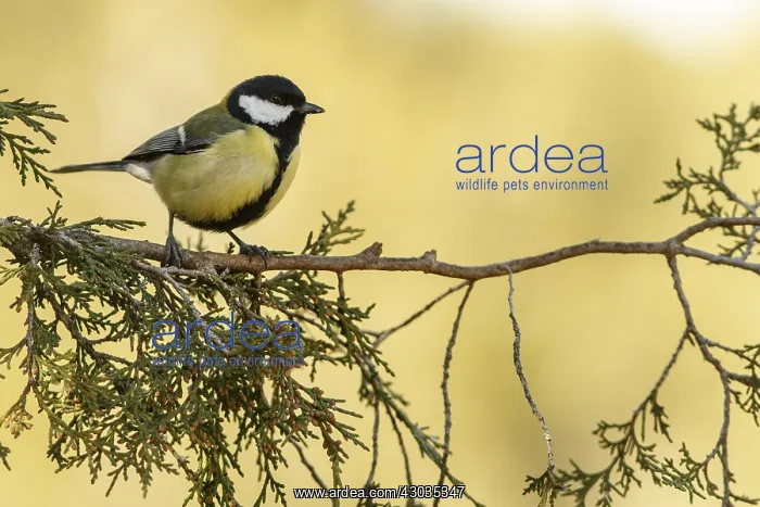 : Great Tit - perched on a branch - Castilla Leon, Spain : Great Tit - perched on a branch - Castilla Leon, Spain
