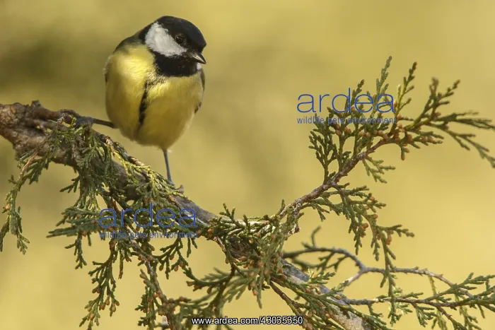 : Great Tit - perched on a branch - Castilla Leon, Spain : Great Tit - perched on a branch - Castilla Leon, Spain
