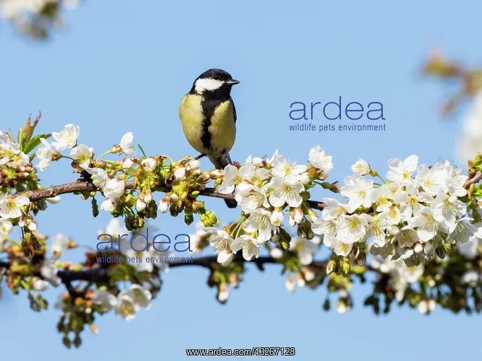 : Great Tit - perched on flowering Cherry tree (Prunus : Great Tit - perched on flowering Cherry tree (Prunus