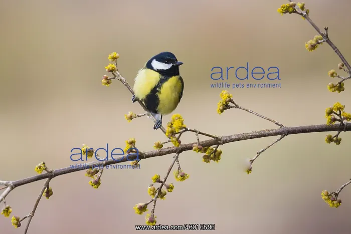: Great Tit - perched on flowering cornelian cherry : Great Tit - perched on flowering cornelian cherry