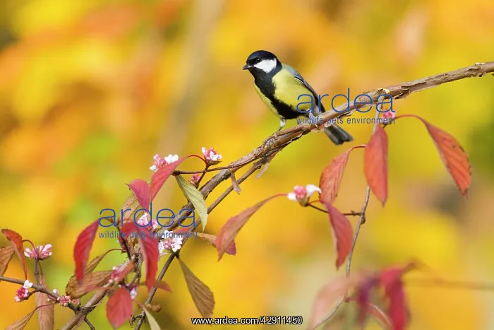 : Great Tit - perched on flowering Viburnum bush : Great Tit - perched on flowering Viburnum bush