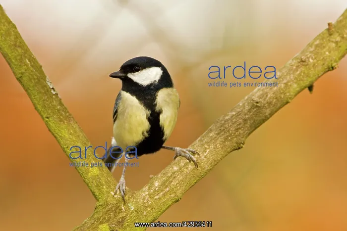 : Great Tit - perched in fork of branch : Great Tit - perched in fork of branch