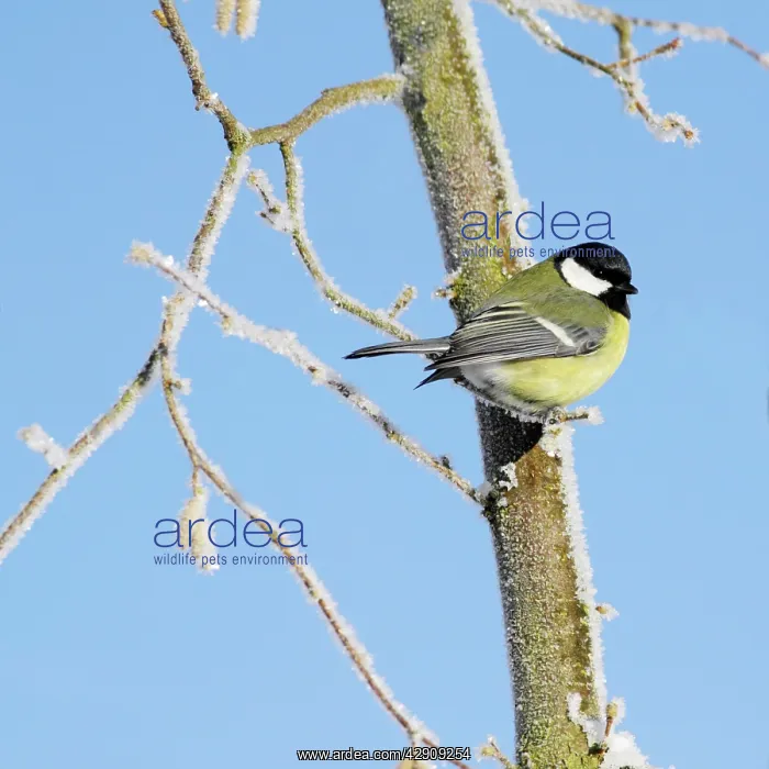 : Great Tit - perched on frost covered hazelnut tree : Great Tit - perched on frost covered hazelnut tree