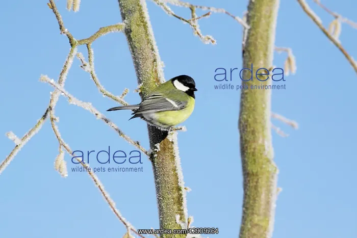 : Great Tit - perched on frost covered hazelnut tree : Great Tit - perched on frost covered hazelnut tree