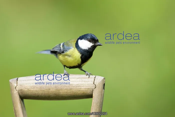 : Great Tit - Perched on handle of garden fork : Great Tit - Perched on handle of garden fork