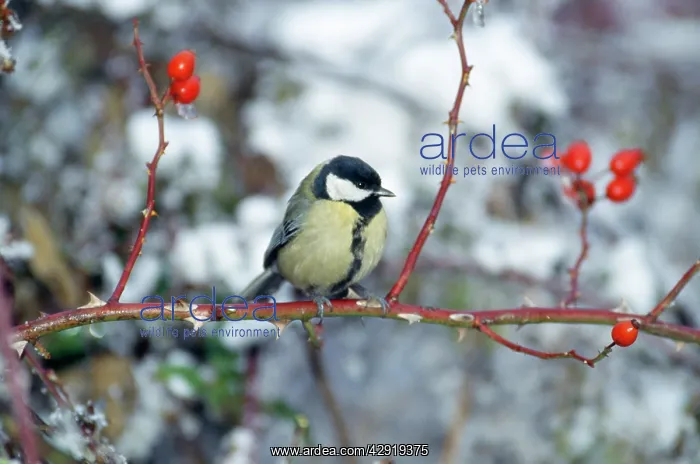 : GREAT TIT - PERCHED ON STEM : GREAT TIT - PERCHED ON STEM