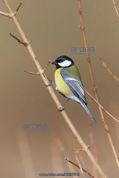 : Great Tit - perched on twig, North Hessen, Germany : Great Tit - perched on twig, North Hessen, Germany