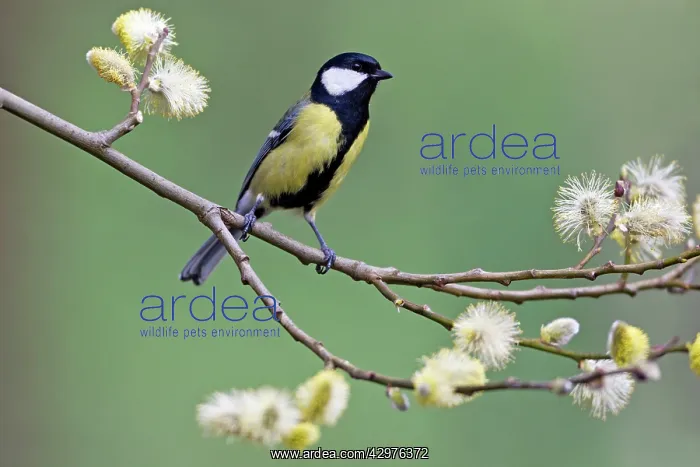 : Great Tit - perched on willow branch with catkins : Great Tit - perched on willow branch with catkins