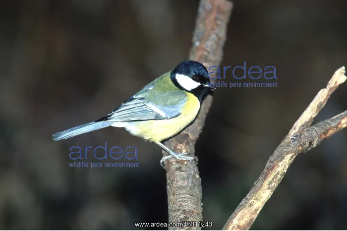 : GREAT TIT - PERCHING ON BRANCH : GREAT TIT - PERCHING ON BRANCH