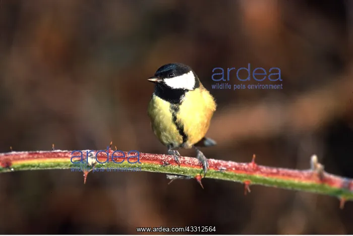 : GREAT TIT - PERCHING ON STEM : GREAT TIT - PERCHING ON STEM