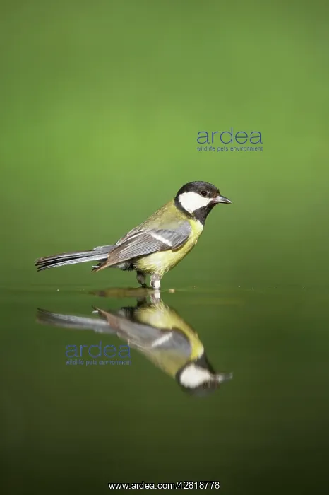 : Great Tit - Refection at forest pool : Great Tit - Refection at forest pool