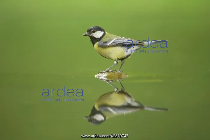 : Great Tit - Refection at forest pool : Great Tit - Refection at forest pool