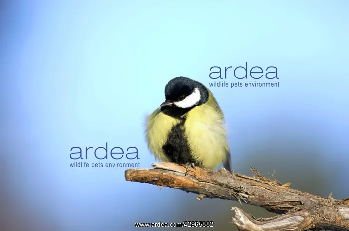 : Great Tit - ruffles up its plumage in freezing : Great Tit - ruffles up its plumage in freezing
