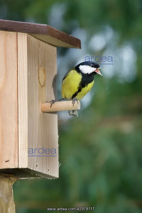 : Great Tit - singing at nestbox in garden : Great Tit - singing at nestbox in garden