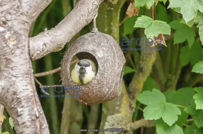 : Great Tit Sits at the Feeder : Great Tit Sits at the Feeder