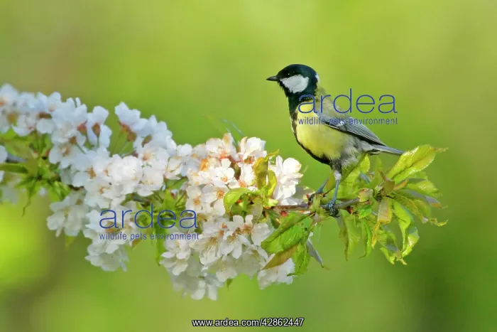 : Great tit - sitting on blooming cherry tree twig : Great tit - sitting on blooming cherry tree twig