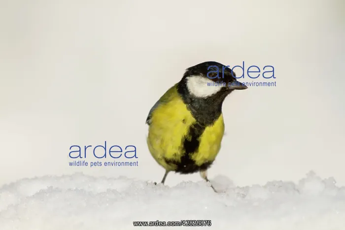 : Great Tit - in snow : Great Tit - in snow