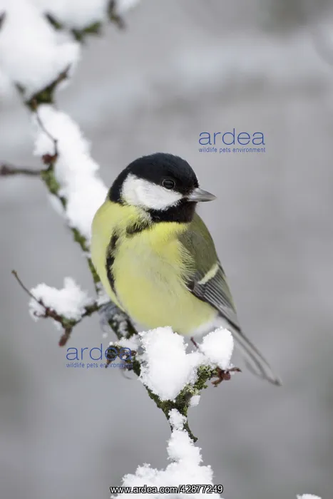 : Great Tit - on snow covered twig : Great Tit - on snow covered twig