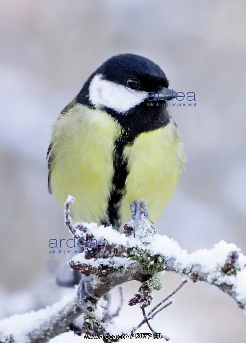: Great Tit - on snow covered twig : Great Tit - on snow covered twig