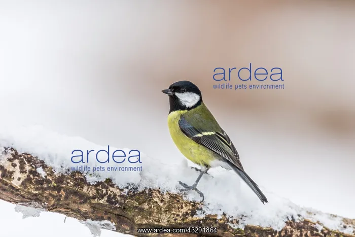 : Great Tit - In Snow - UK : Great Tit - In Snow - UK