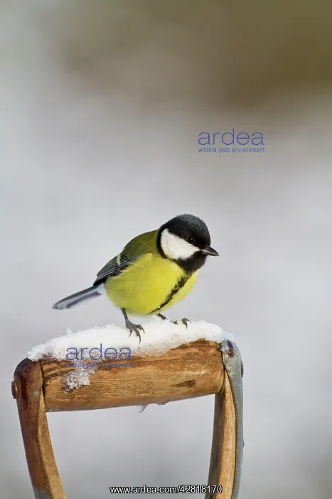 : Great Tit - on snowy fork handle : Great Tit - on snowy fork handle