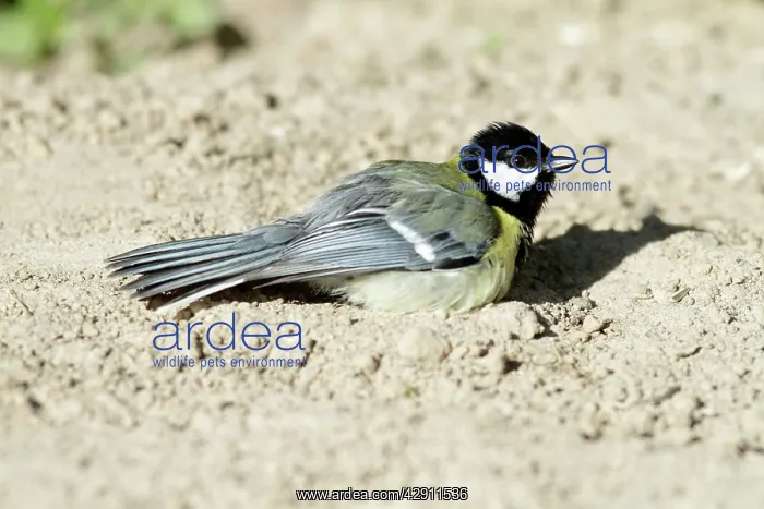 : Great Tit - sunbathing in garden : Great Tit - sunbathing in garden