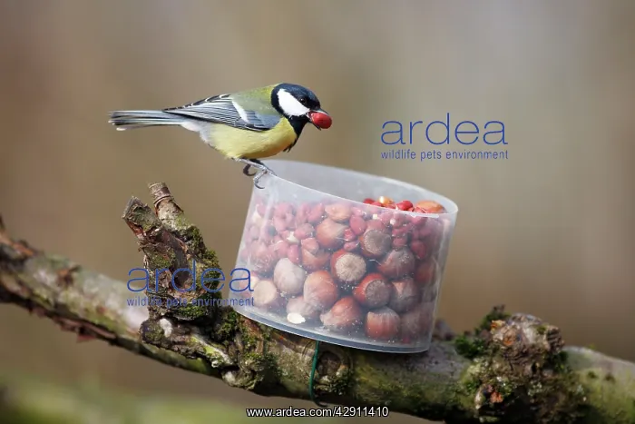 : Great Tit - taking peanuts from Red Squirrel feeder : Great Tit - taking peanuts from Red Squirrel feeder