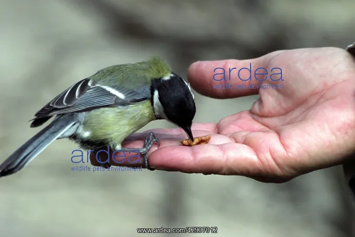  : Great Tit - taking walnut from hand