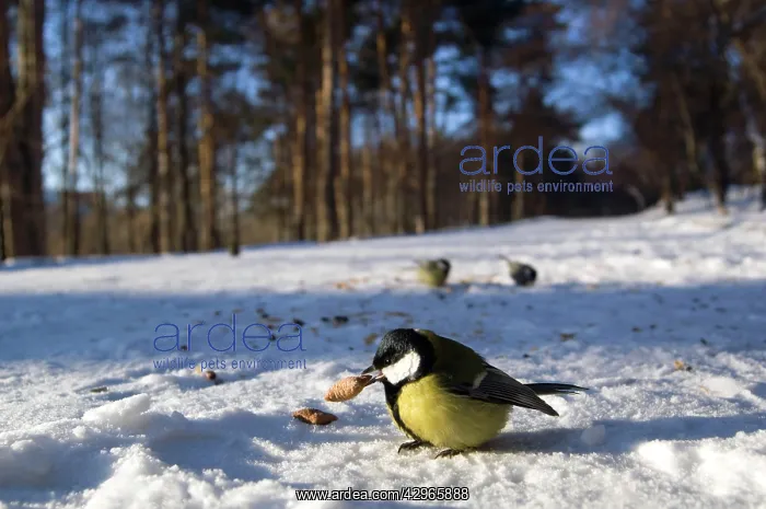 : Great Tit - tries to keep warm at -35 degrees celcius : Great Tit - tries to keep warm at -35 degrees celcius