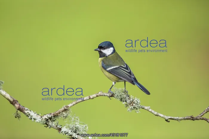  : Great Tit - UK