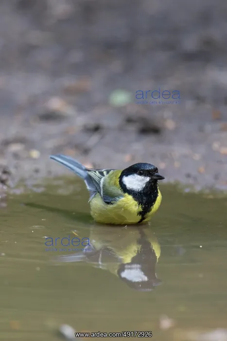 : Great Tit water : Great Tit water