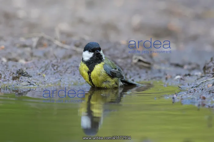 : Great Tit water : Great Tit water