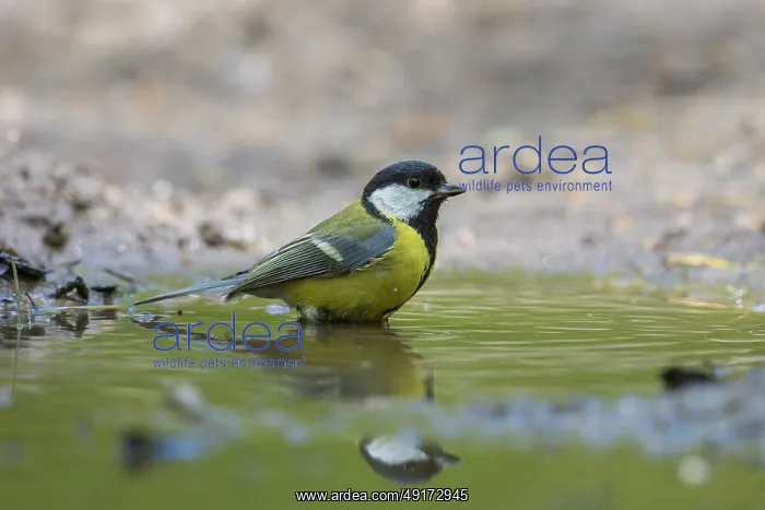 : Great Tit water : Great Tit water