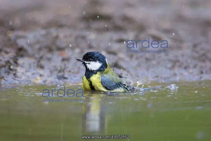 : Great Tit water : Great Tit water