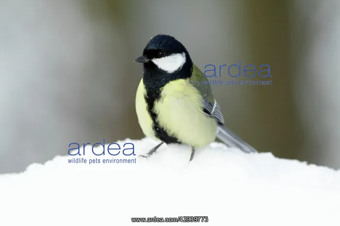 : Great Tit - in winter snow : Great Tit - in winter snow
