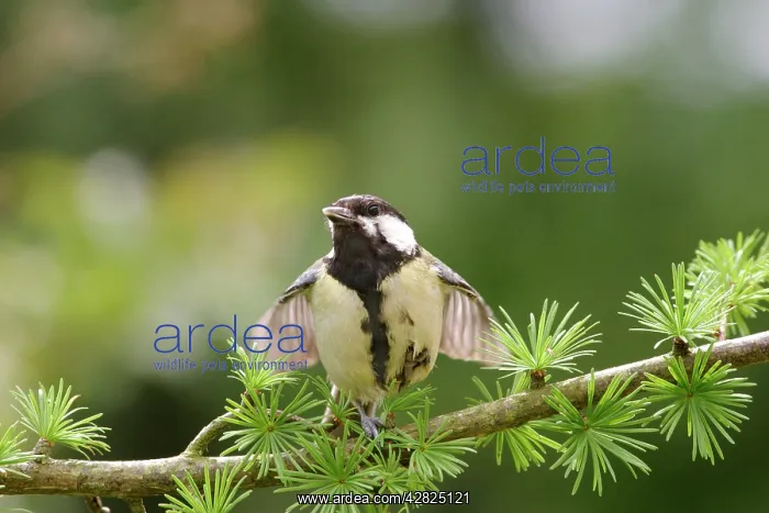 : Great Tit - Youngster begging, stretching wings, On spruce : Great Tit - Youngster begging, stretching wings, On spruce