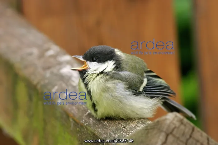 : Great Tit - Youngster, food begging : Great Tit - Youngster, food begging